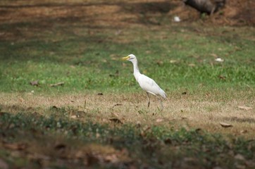 Obraz premium Bubulcus ibis or Cattle egret like to feed small animals in the open field. Living in the water like the white heron In the Bangkok city center
