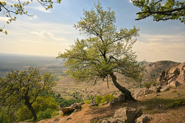 Fototapeta na wymiar Trees on the top of the Roumanian Mountain