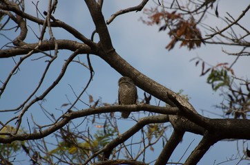 The yellow flowers in the garden serve as food sources for various insects and bees, butterflies. Intended for sucking on the nectar of flowers