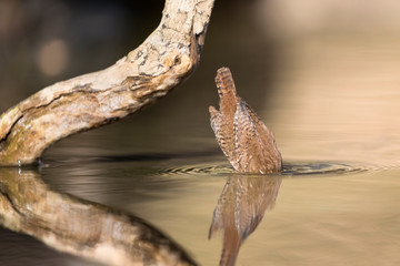 The diving center, portrait of Wren who dives in the water (Troglodytes troglodytes)