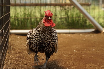 ニワトリ © 英考 高橋