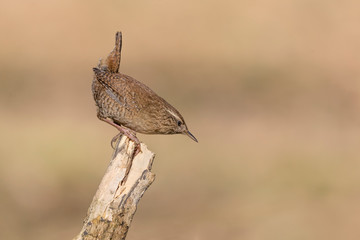 Portrait of Eurasian wren at dawn (Troglodytes troglodytes)