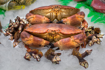 big crabs with barnacles on ice