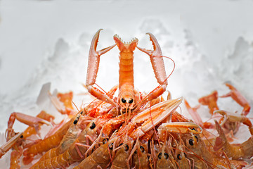 group of crayfish, and one is lifting its claws