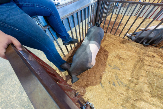 Overhead view of a two pigs on hay in a metal slat show pen with handler in partial view
