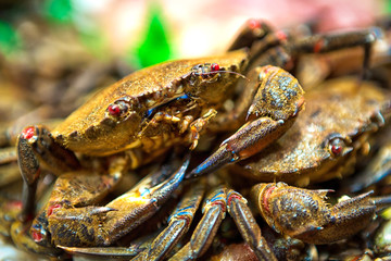 Blue crab on ice