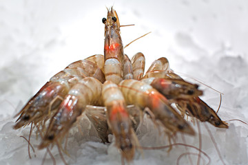 spiral of prawns on ice on a white background