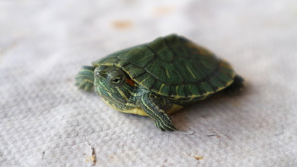 Close Up of Two Green Baby Turtles - The red-eared slider Turtle (Trachemys scripta elegans).      