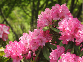 ピンクのシャクナゲ