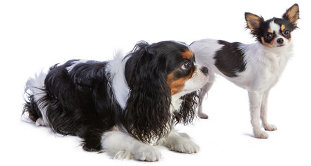 Cavalier king Charles spaniel with Chihuahua