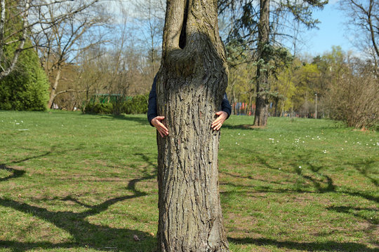 old ash tree hug - female hands enclosed in an embrace the trunk of an old ash
