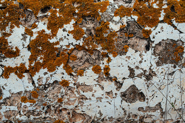 Orange moss texture on old chipped white wall.