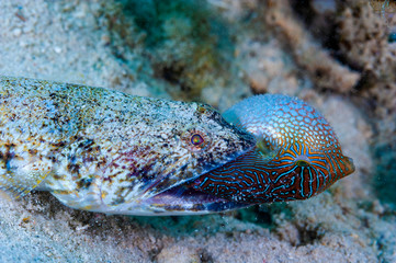 The Slender lizardfish to catch Whitebelly toby.