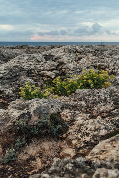 Vertical image of marine rocks and wildflowers with ocean in the background and blue sky with clouds.