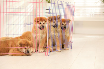 Cute Akita Inu puppies in playpen indoors. Baby animals