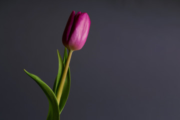 close up photo of violet tulip on black background