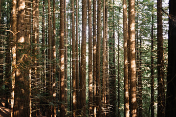 Fototapeta premium Vegetable textured background of a group of brown and green sequoia trees.