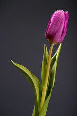 close up photo of violet tulip on black background