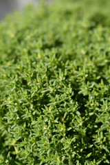 Thyme Compact