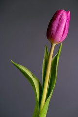 close up photo of violet tulip on black background