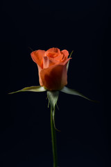 close up photo of orange rose on black background