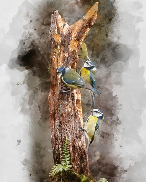 Digitally created watercolor painting of Image of Blue Tit bird Cyanistes Caeruleus on branich in Spring sunshine and rain in garden