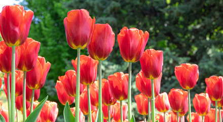 Tulip Festival. Nature. Garden. Flora. Plant. Red