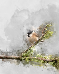 Obraz na płótnie Canvas Digitally created watercolor painting of Image of Marsh Tit bird Poecile Palustris in garden on branch in Spring sunshine