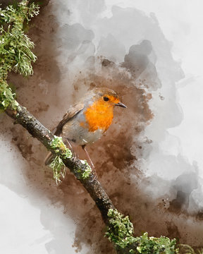 Digitally created watercolor painting of Stunning image of Robin Red Breast bird Erithacus Rubecula on branch in Spring sunshine