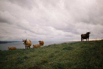 Group of brown cows on a green meadow by the sea with gray cloudy sky.