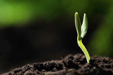 Fototapeta premium Little green seedling growing in soil, closeup. Space for text