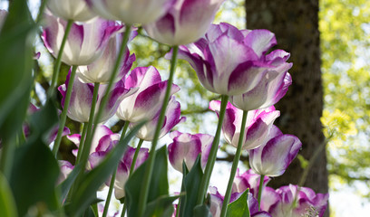 Tulip Festival. Nature. Garden. Flora. Plant