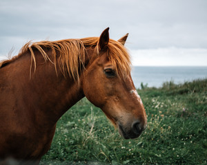 Portrait of an orange mane horse on a green meadow by the sea with gray and cloudy sky.