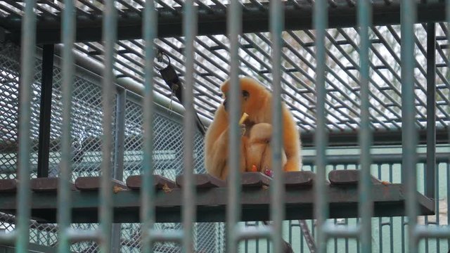 Bright Orange Monkey Behind Bars of Zoo Enclosure, Golden Lion Tamarin