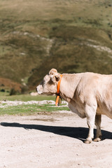 Front half profile of blonde cow with orange cowbell looking left against a background of green...