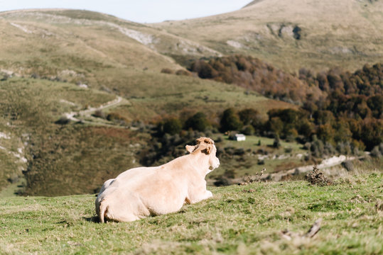 Bucolic image of blonde cow lying on her back on a green meadow looking out to the horizon out of focus hills.