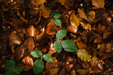 Green beech sprout growing on a blanket of fallen golden leaves one in autumn.