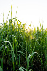 Obraz premium 朝日と朝露の逆光写真