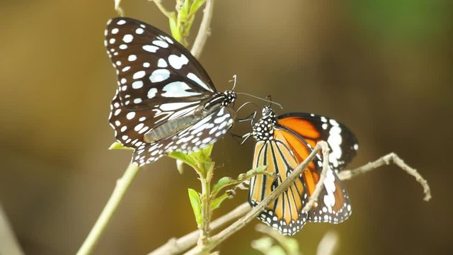 Two Butterflies of two Different species of sit on one plant to gather alkaloids to produce pheromones that help them in attracting females , western ghats of India during early monsoon