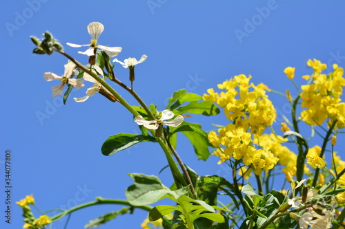 Fototapete 三陸つぼみ菜の黄色い花とルッコラの白い花 家庭菜園 野菜 花 食材 イメージ素材 Etsuni Fototapete 三陸つぼみ菜の黄色い花とルッコラの白い花 家庭菜園 野菜 花 食材 イメージ素材 Etsuni