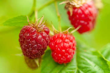 Red raspberries on a green bush ired raspberry, ripening raspberry, unripe raspberry, green raspberry, green leaf, green bush, closeup, red color, green color, 

dessert, farming, food, gardenn garden