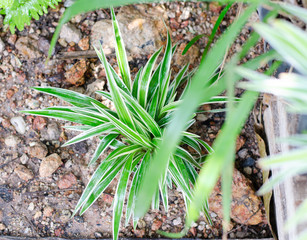 Chlorophytum bichetii (Karrer) Backer, St. Bernard’s lily 