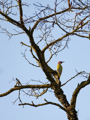 European green woodpecker perching on a leafless big tree