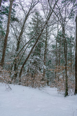 winter forest in the snow