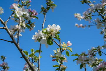 Apfelblüten im Frühling