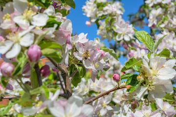 Apfelblüten im Frühling