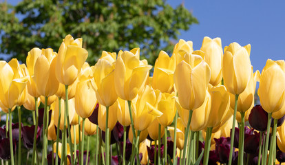 Tulip. Festival. Garden. Nature. Flora. Plant. Yellow