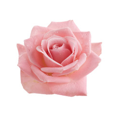 Beautiful pink rose isolated on white background. Pink rose blossom