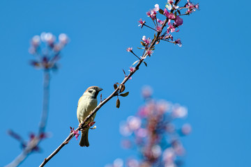 Male house sparrow on a peach branch with flower in spring