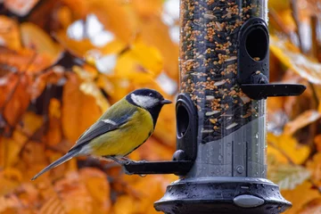 Schilderijen op glas Great tit feeding on a bird feeder in autumn © Hajakely